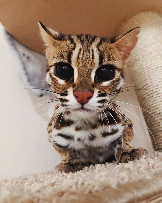 Кот леопард фото Art Select (@artselect) * Fotos y videos de Instagram Fluffy animals, Cute cats,