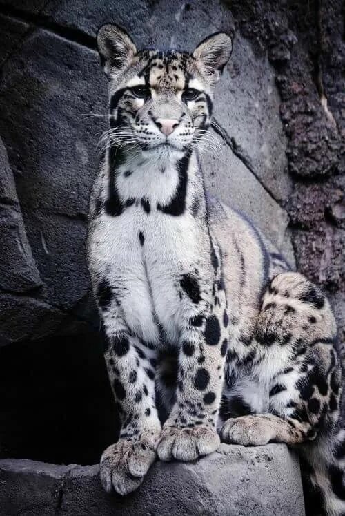 Кот леопард фото Pin by C Iwas on Nature Beautiful cats, Wild cats, Animals beautiful