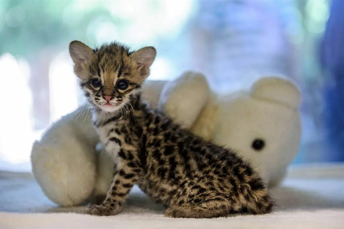 Кот леопард фото i bring this picture but i am not sur however ist a cat or léopard but :) ist so