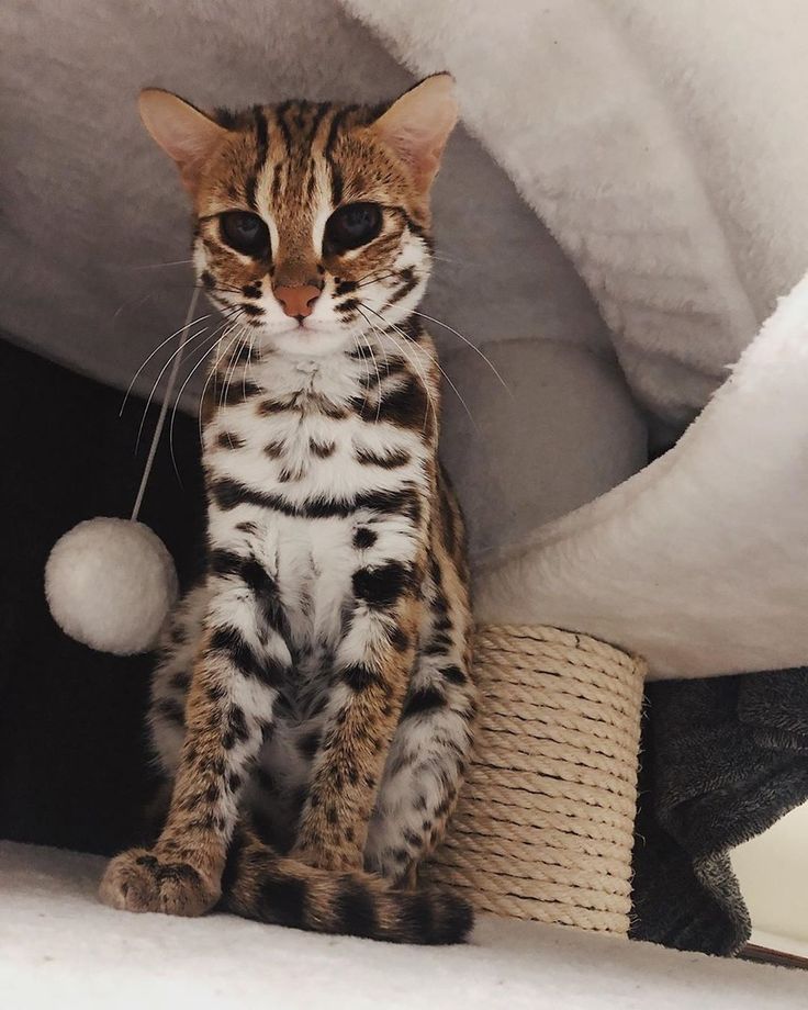 Кот леопард фото Pin af Rastishka på Котейки