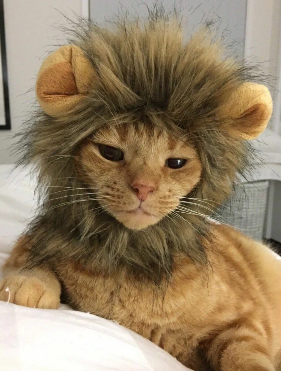 Кот лев фото Pin on neko