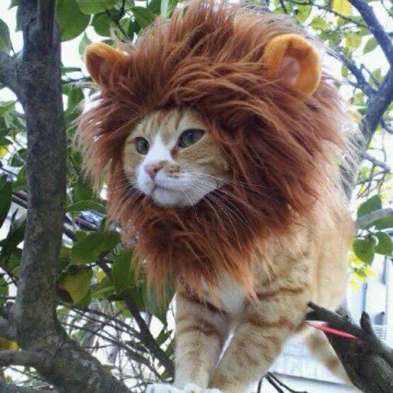 Кот лев фото You Can Now Turn Your Dog Or Cat Into a Lion With These Lion Mane Pet Wigs Pet c