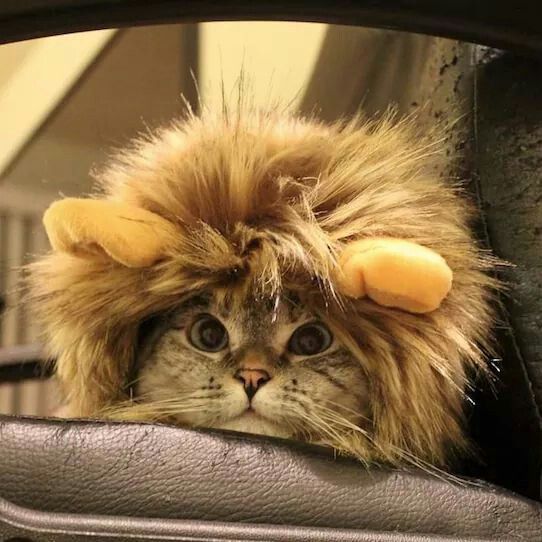 Кот лев фото I'm a lion hear meow ROAR! :-) Cats and kittens, Cats, Kittens funny