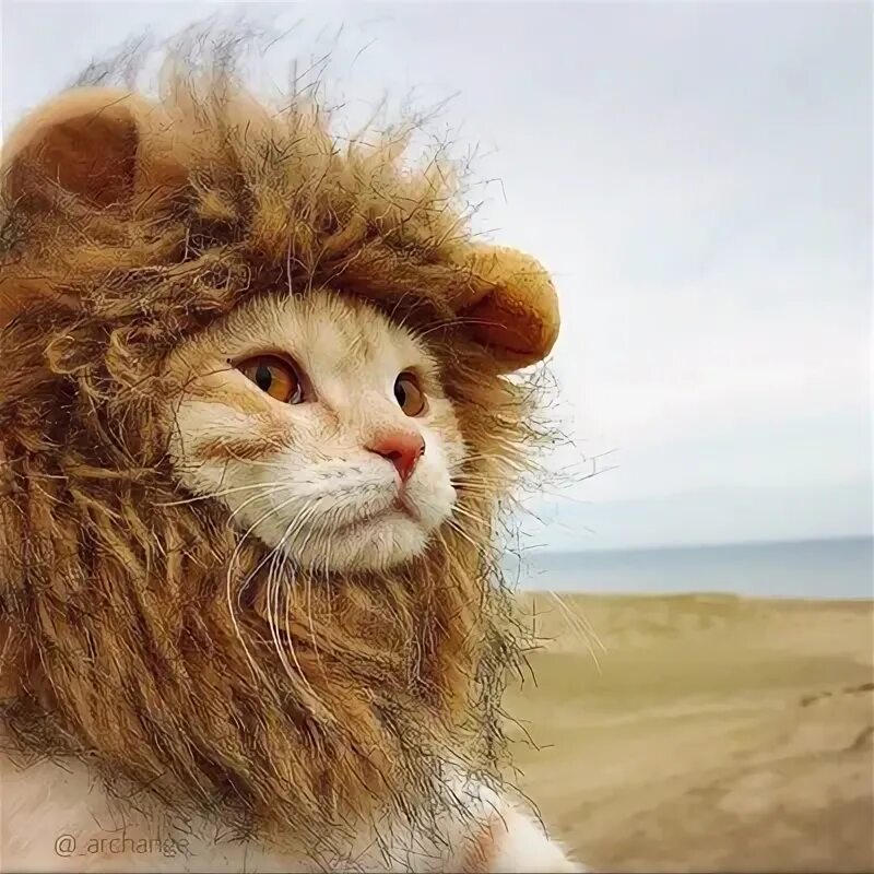 Кот лев фото Amir Shaymukhamedov на Флампе