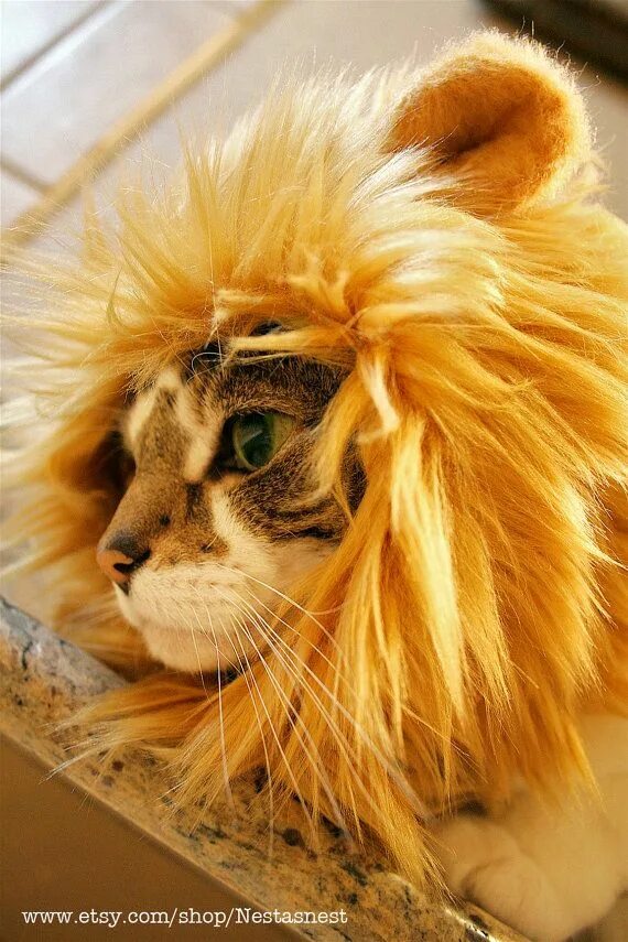 Кот лев фото Turn your cat into a lion... rawr!! Pet costumes, Lion mane, Cat illnesses