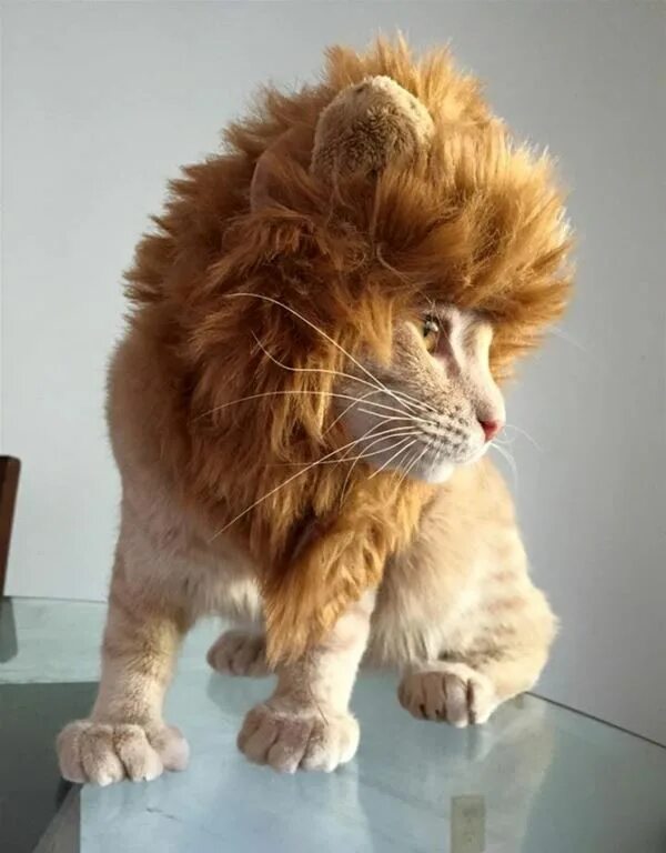 Кот лев фото A Lion At Heart Humor kucing