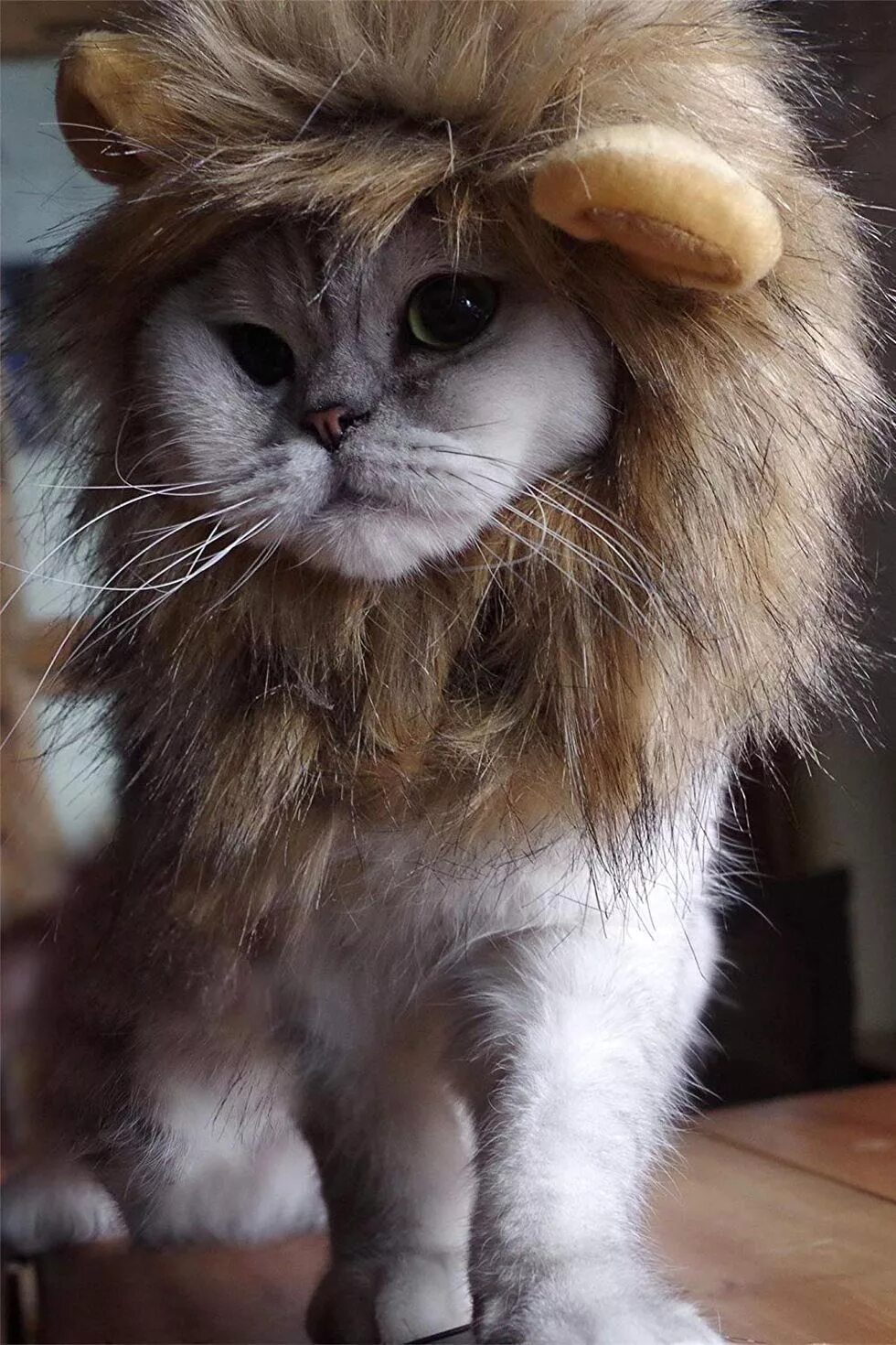 Кот лев фото These Cat Halloween Costumes Are So Cute