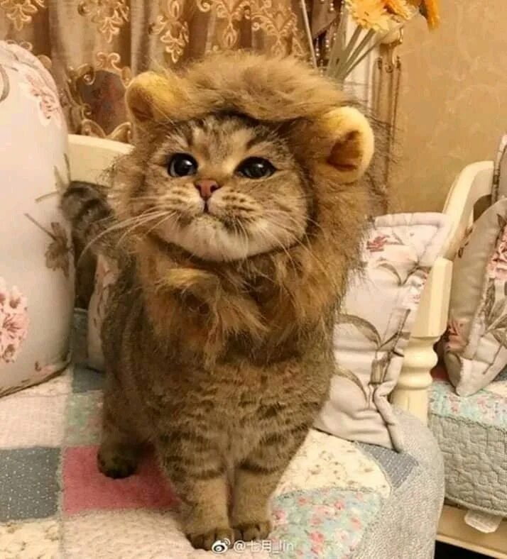 Кот лев фото Pin on Mèo