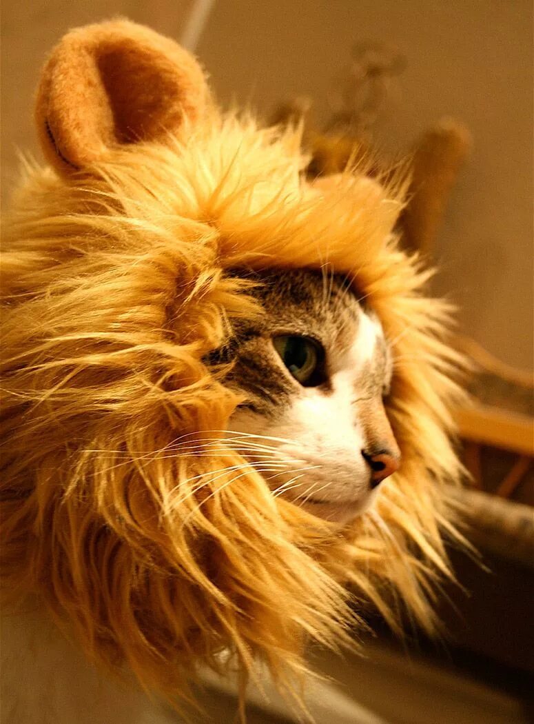 Кот лев фото Lion's Mane Cat Hat Lion cat, Cats, Lion hat