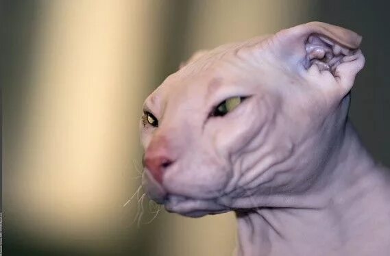 Кот левкой фото 10 Most Bizarre Cat Breeds on Earth Cat breeds, Hairless cat, Rare cats