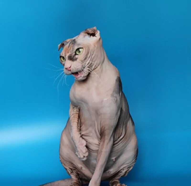 Кот левкой фото Котята левкоя: найдено 89 картинок