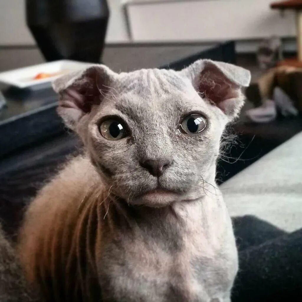 Кот левкой фото Можно ли выгуливать мейн-куна на поводке? AnimalExpert.ru