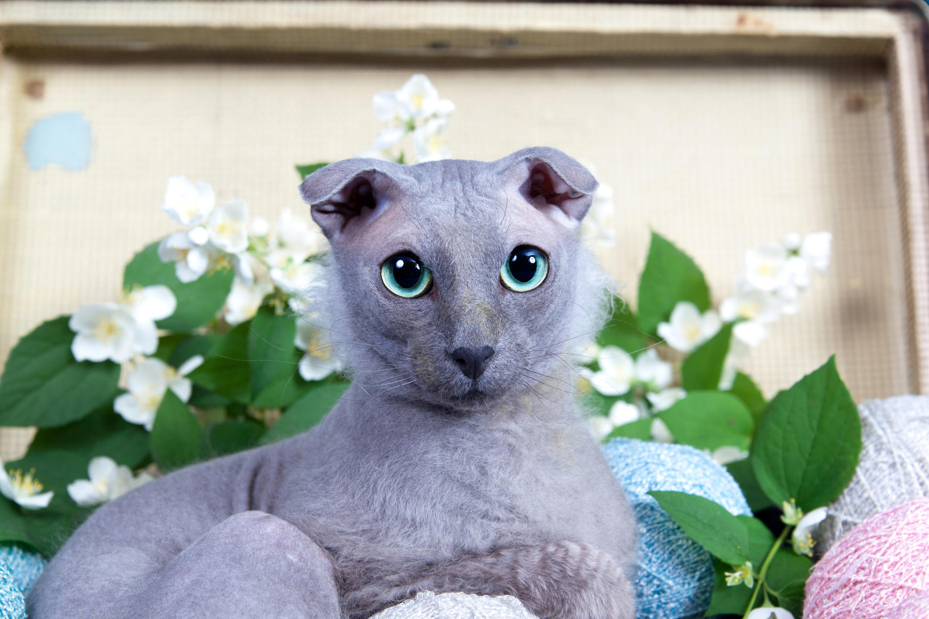 Кот левкой фото 20 of the most unusual cat breeds
