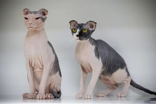 Кот левкой фото #кошки #котята #коты #кот #cats# украинский_левкой 2023 Мой самый лучший друг ко