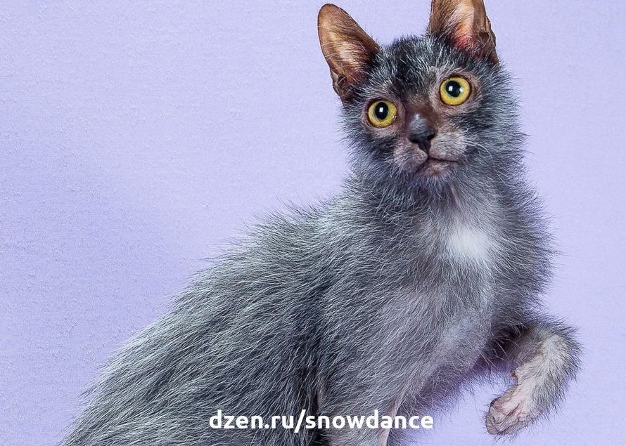 Кот ликой фото Бесшерстные кошки. Познакомьтесь с бесшерстными породами кошек КотоВедение Дзен