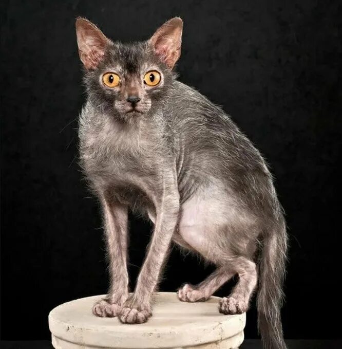 Кот ликой фото Посоветуйте породу кошки Форум Страница 2