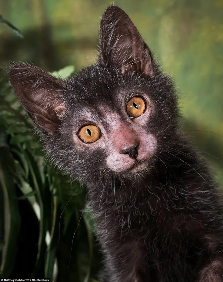 Кот ликой фото There’s a Terrifying Breed of 'Werewolf Cats' That Act Like Dogs and Cost Up to 