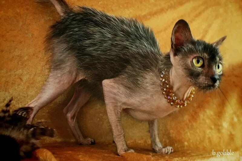 Кот ликой фото Ликой: 10 тыс изображений найдено в Яндекс.Картинках Werewolf cat, Lykoi cat, Ca