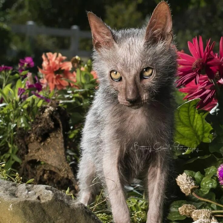 Кот ликой фото Image result for lykoi cat Katten en kittens, Kittens, Katten