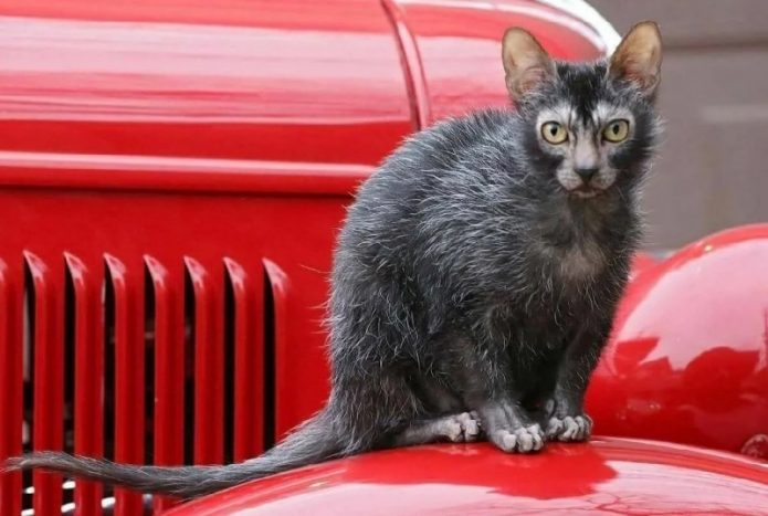 Кот ликой фото Забавные и миловидные породы кошек-Ликой