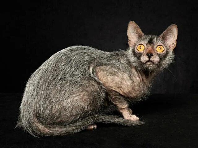 Кот ликой фото Загадочный Ликой - кошки-оборотни Cat breeds, Small cat breeds, Lykoi cat