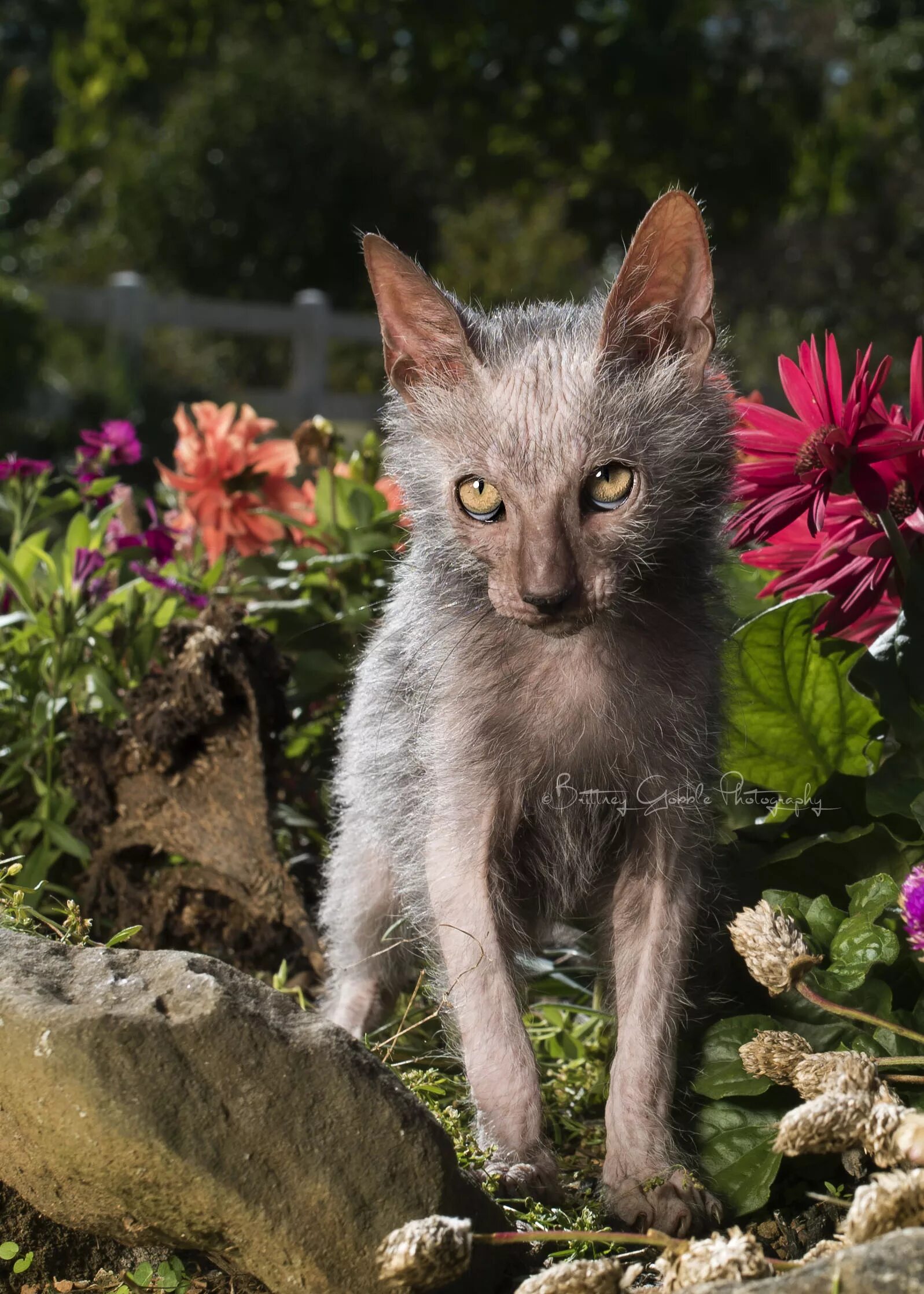 Кот ликой фото цена JAM ДдДНД Дт\д. 1 Г Ш 1 Г- Ч 7 . %л, I-Vi J у riffln vÍkv *'Y t VA i *. I , 'I 