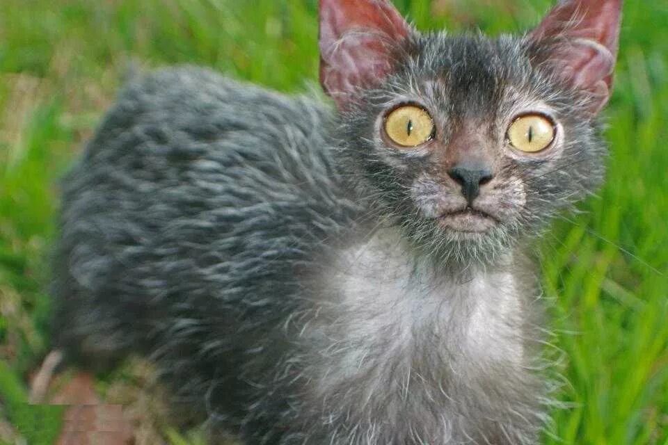 Кот ликой фото цена Cute Creepy Lykoi Cats Look Like Miniature Werewolves Lykoi cat, Werewolf cat, K