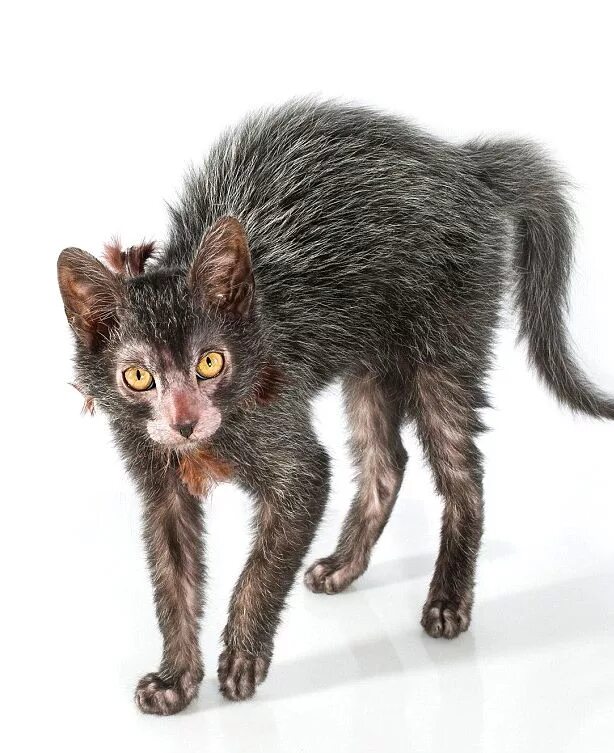 Кот ликой фото цена They may look spooky, but Lykoi cats are said to make wonderful pets because of 