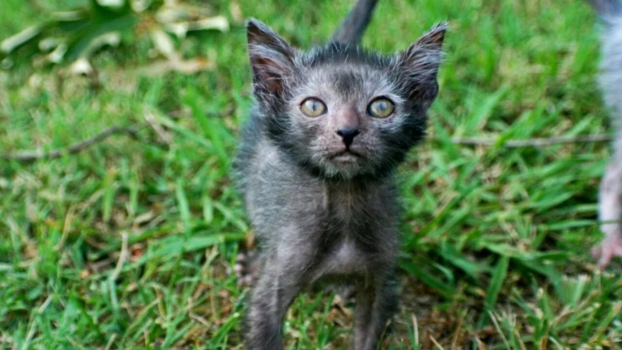 Кот ликой фото цена Cat eating grass on the street, Homeless Cat Rescue Funny Cat Videos - YouTube