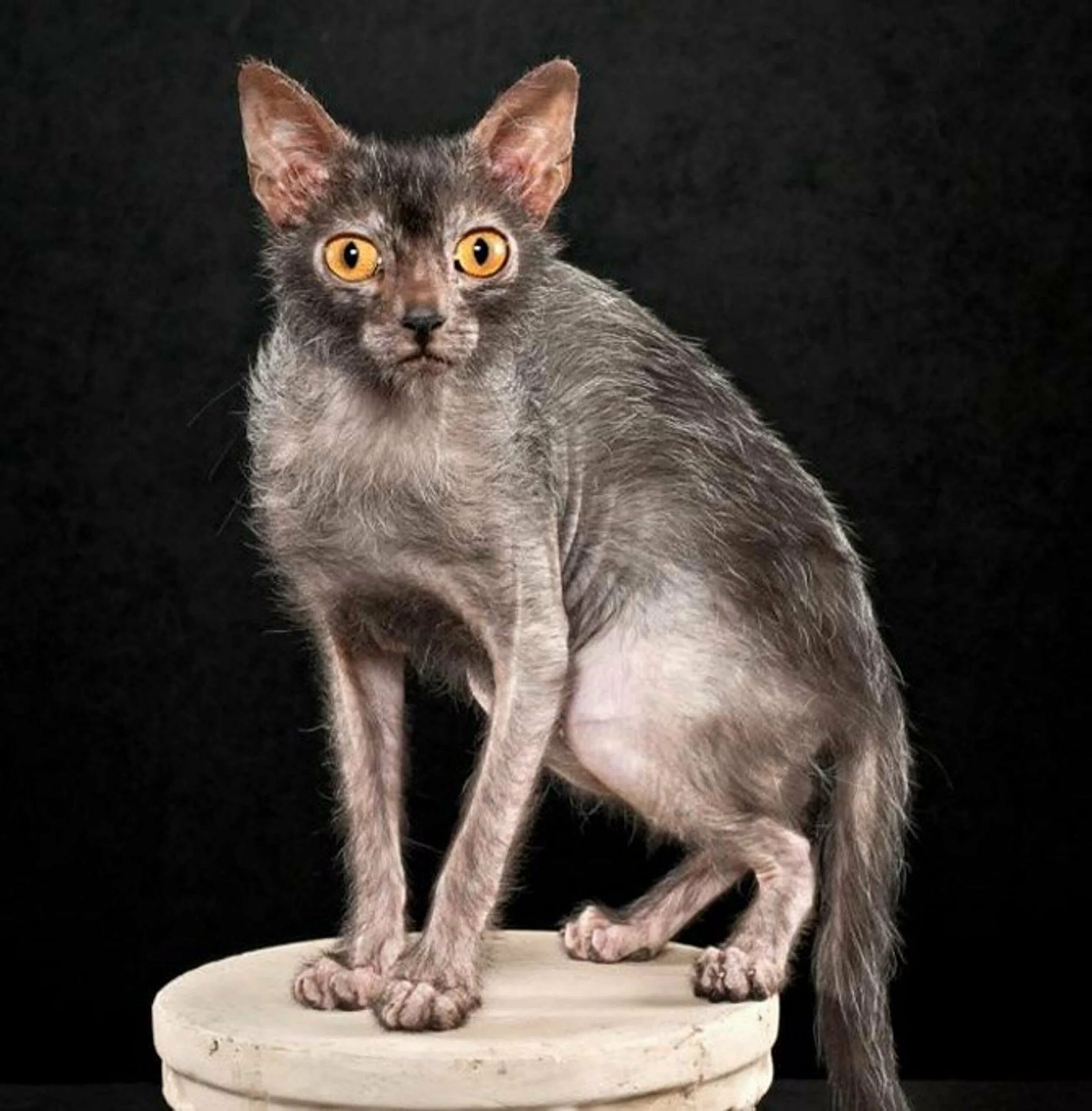 Кот ликой фото цена Скачать картинку КОШКИ СКРЕЩЕННЫХ ПОРОД № 1