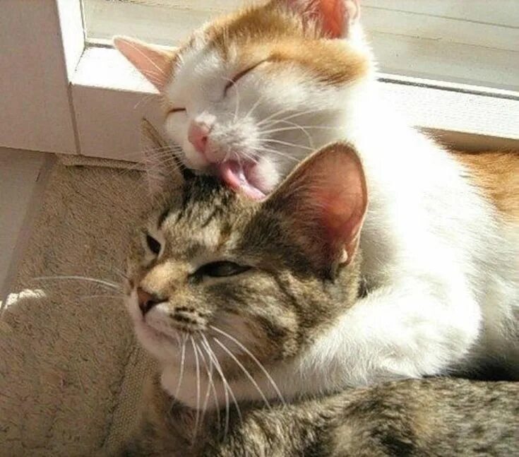 Кот любит фото 10 Pictures Of Extremely Lovey-Dovey Cats That Will Melt Your Heart Cute cats, C