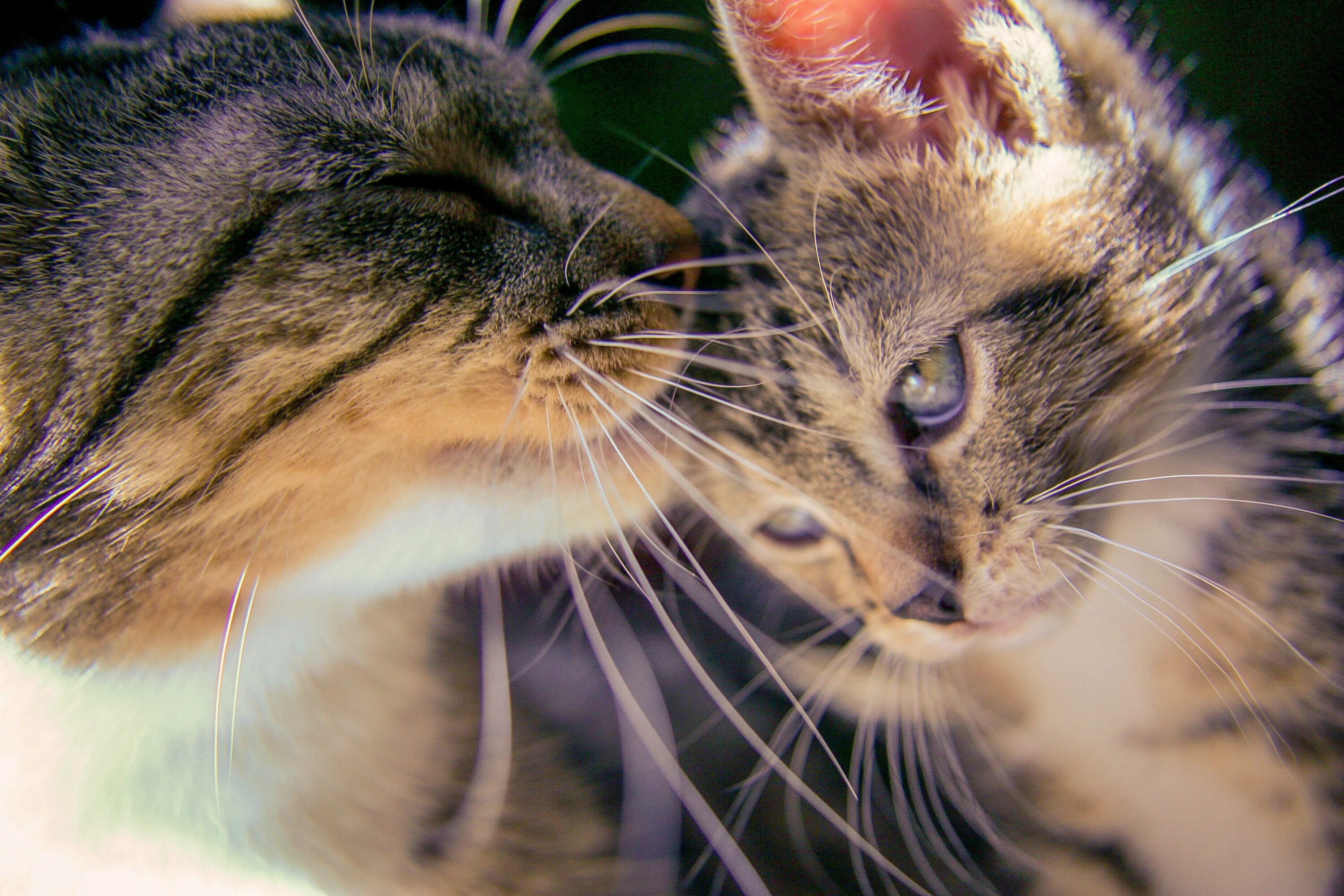 Кот любит фото Internet Sobs As Cat Mom Has Only One Kitten And Raises Him 'Forever'