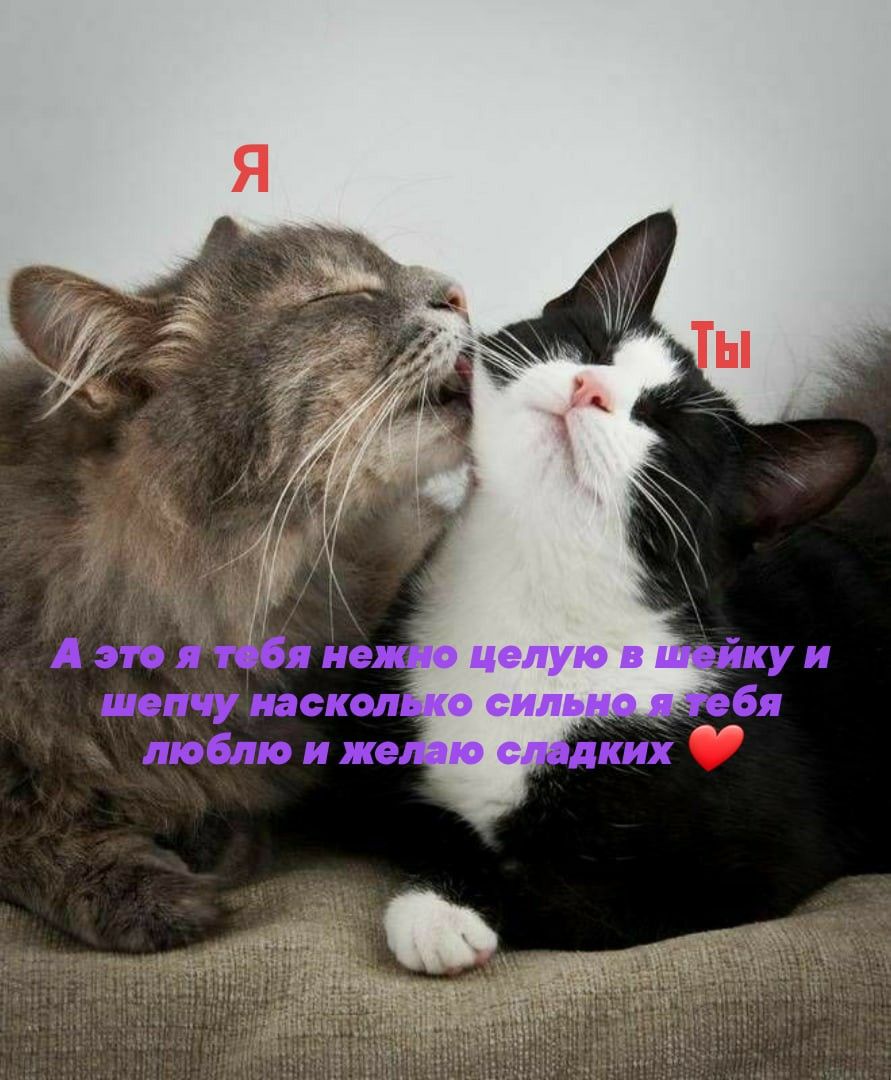 Кот любит фото Пин от пользователя Богдан Харченко на доске милые котики в 2022 г Милые котики,
