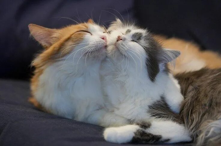 Кот любит фото В тепле и ласке нуждаются абсолютно все живые существа... Cute cats, Pretty cats