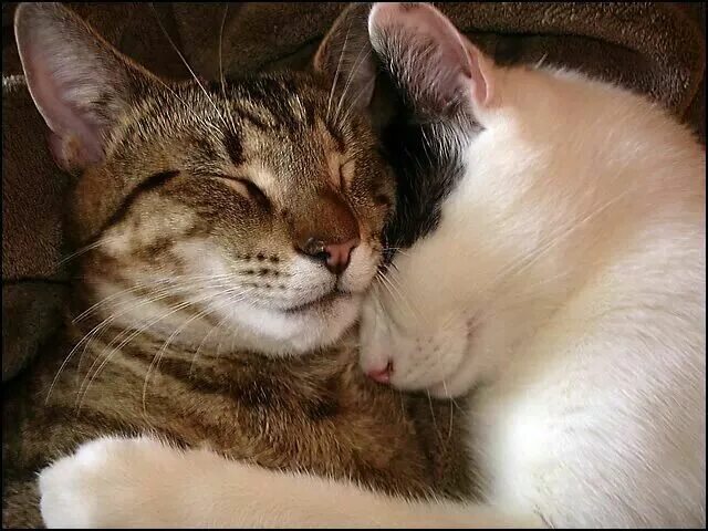 Кот любит фото Pin by danilo marconi on gatti Cat hug, Kitten love, Cats