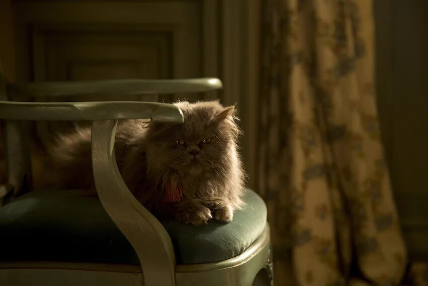Кот люцифер фото Cinderella: Interview: Guillaume Grange (Animal Trainer) - Sci-Fi Bulletin: Expl