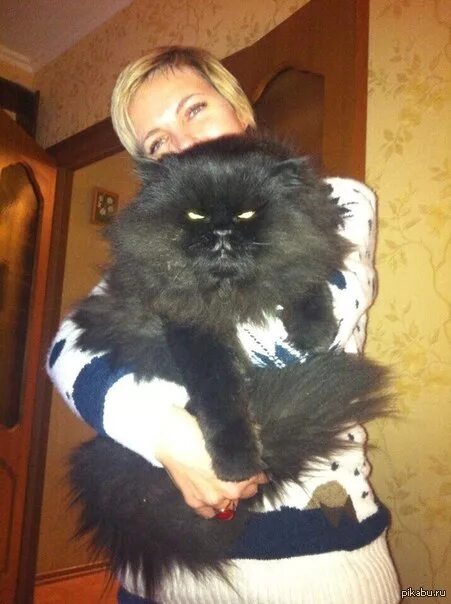 Кот люцифер фото Соседский кот - Василий. Хотя ему бы больше подошло имя Люцифер. Пикабу