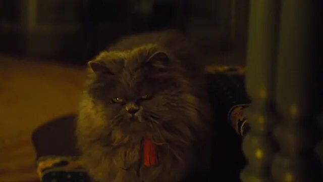 Кот люцифер фото Cinderella (2015) - Cinema Cats