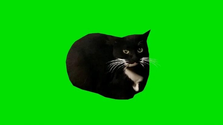 Кот максвелл фото котик 11/23 в 2024 г Смешные кошачьи мордашки, Милые котики, Котята