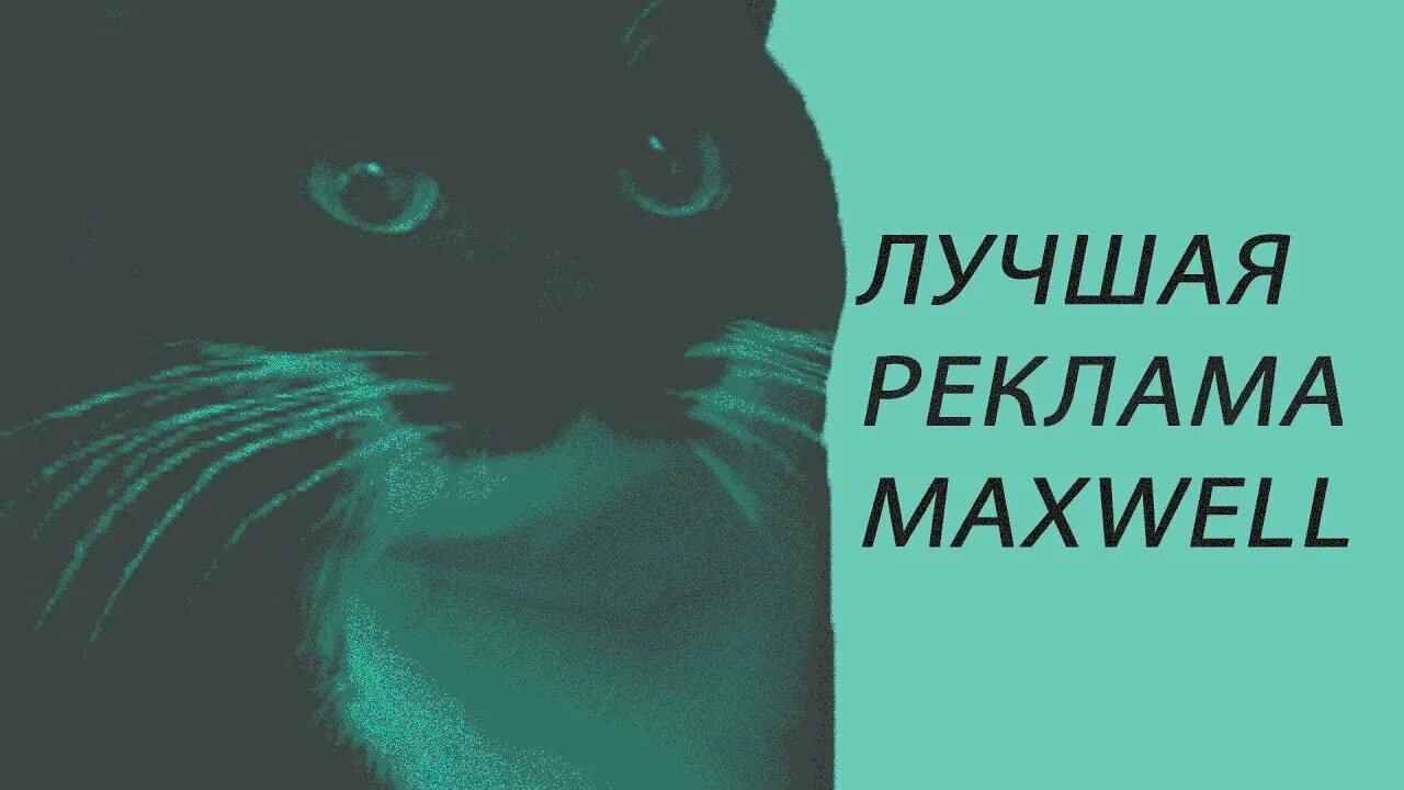 Кот максвелл фото ЛУЧШАЯ РЕКЛАМА MAXWELL БЕСЛПЛАТНО - YouTube