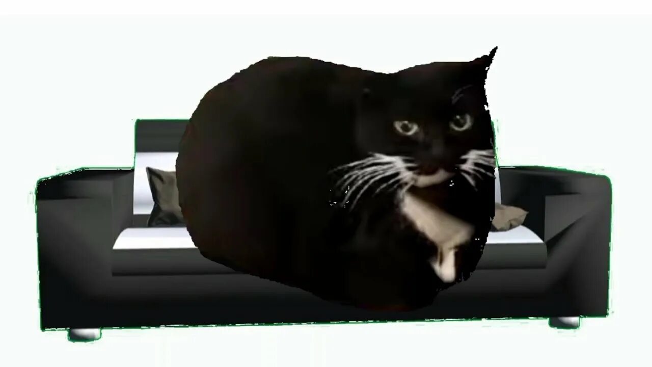 Кот максвелл фото maxwell the cat credits for maxwell : @j4ked #meme #trendingmeme #trending #maxw