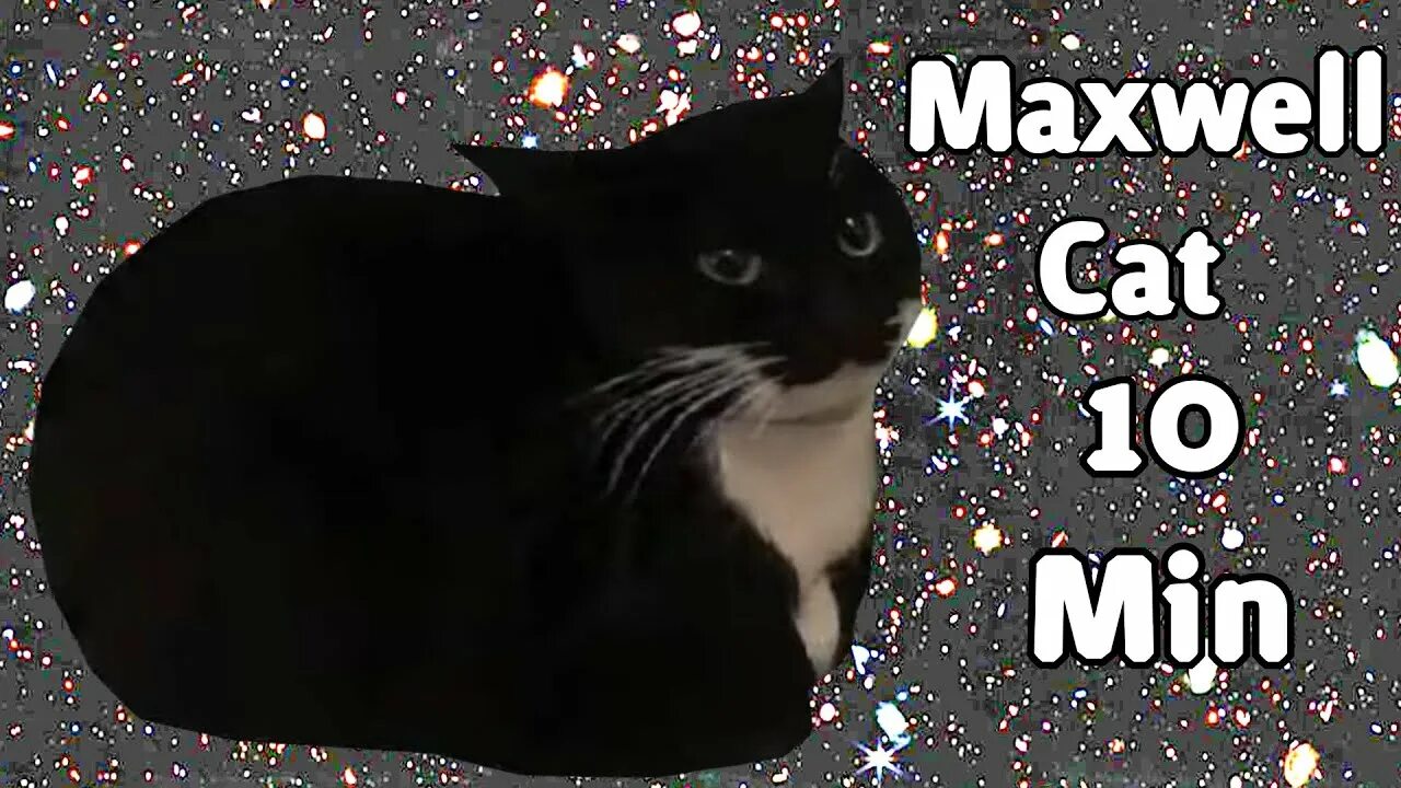 Кот максвелл фото MaxWell Cat 5 Min - YouTube