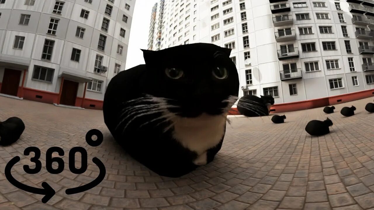Кот максвелл фото Кот Максвелл танцует в VR 360 - YouTube