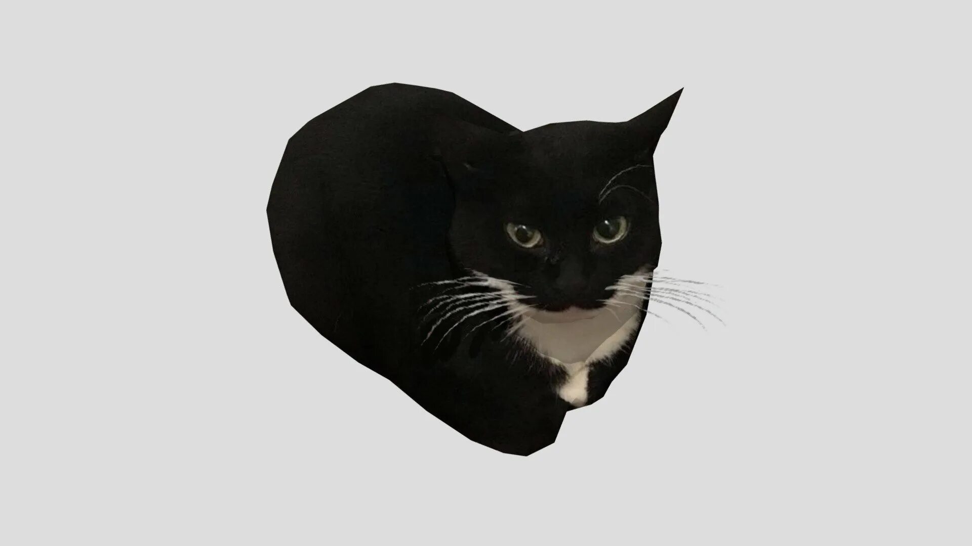 Кот максвелл фото Maxwell the cat (Dingus) - Download Free 3D model by bean(alwayshasbean) 2ca7f3c