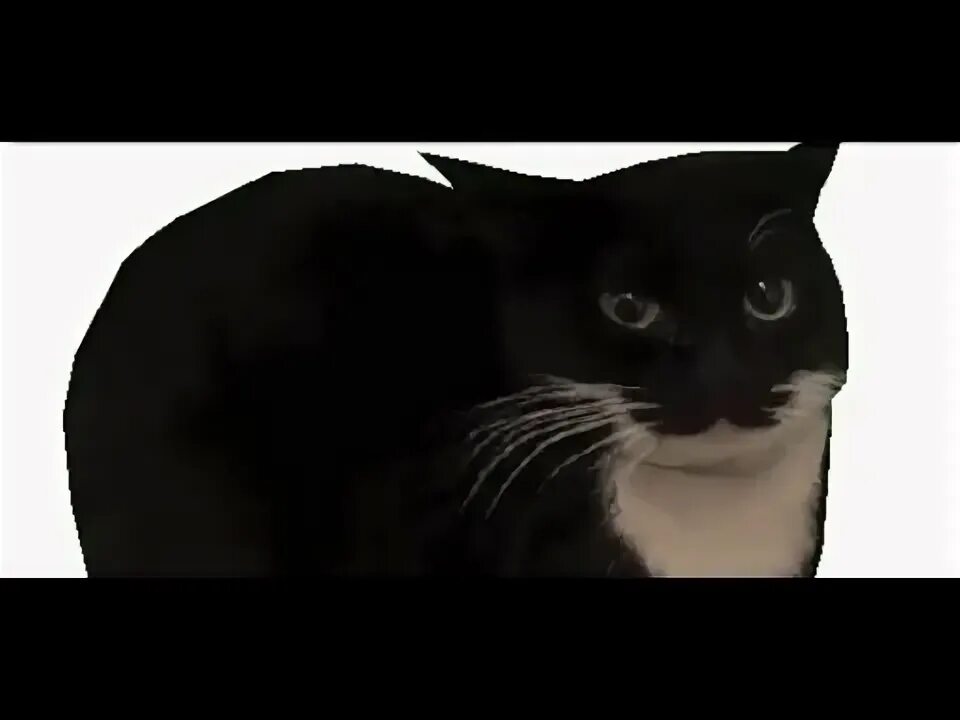 Кот максвелл фото Maxwell the carryable cat and The Liminal Space - YouTube
