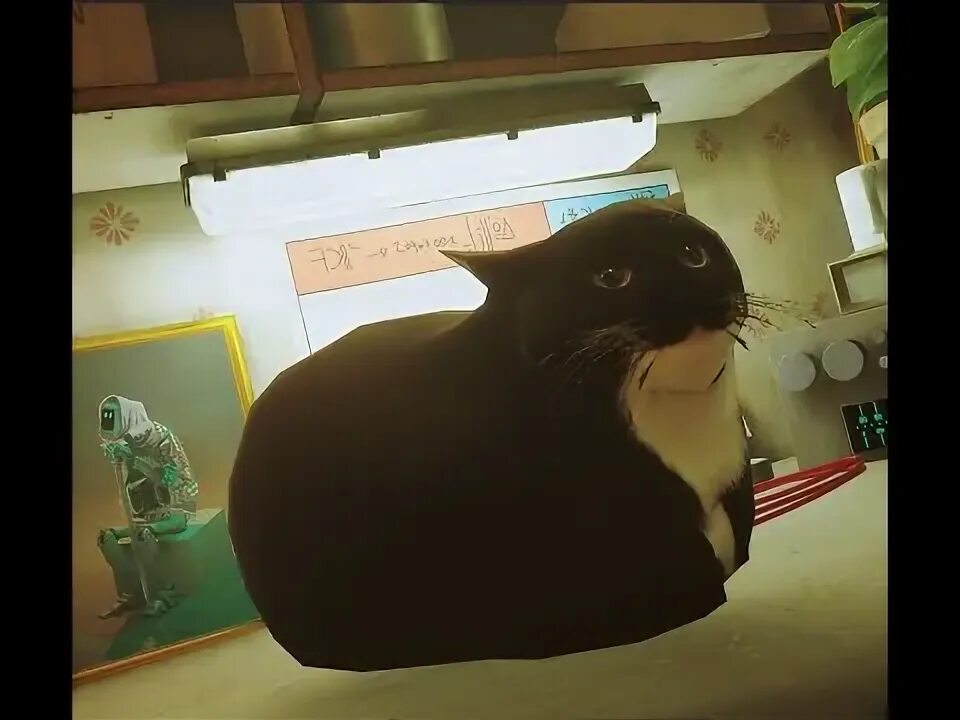 Кот максвелл фото Maxwell cat music (1hour) - YouTube