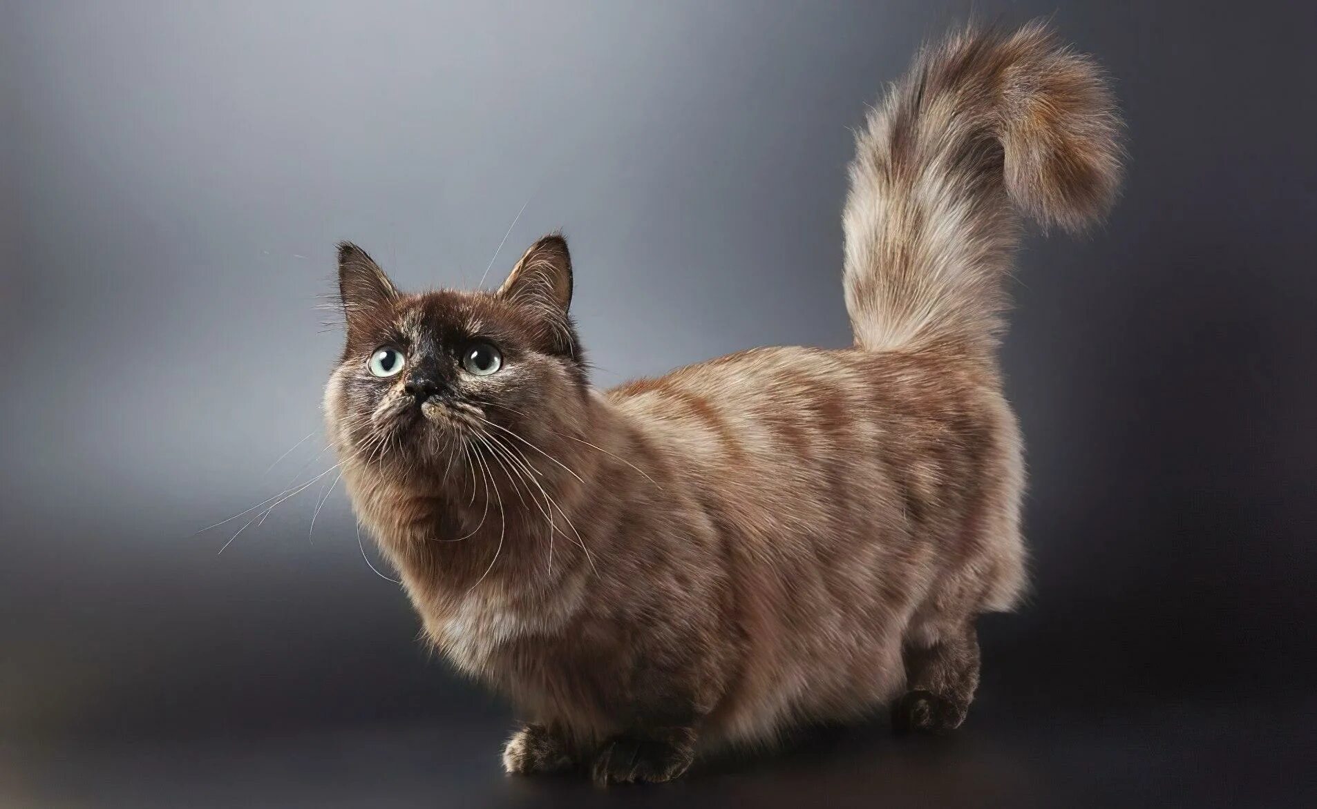 Кот манчкин фото цена Картинки МАНЧКИН КОТЕ