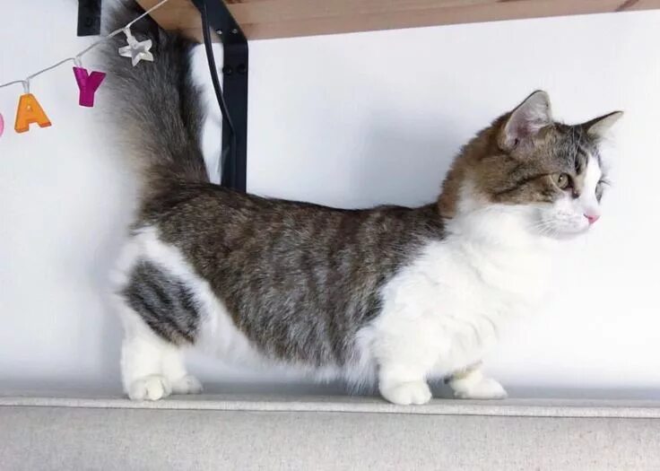 Кот манчкин фото цена Munchkin, short legged cat Gatti