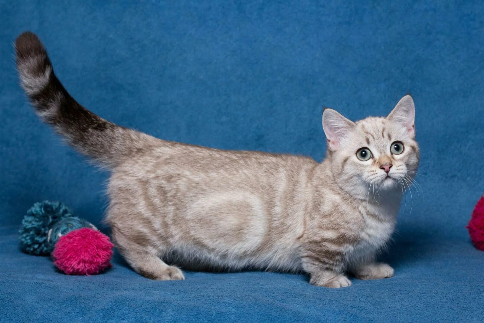 Кот манчкин фото цена Munchkin Cat: The Essential Breed Guide I Pets4You