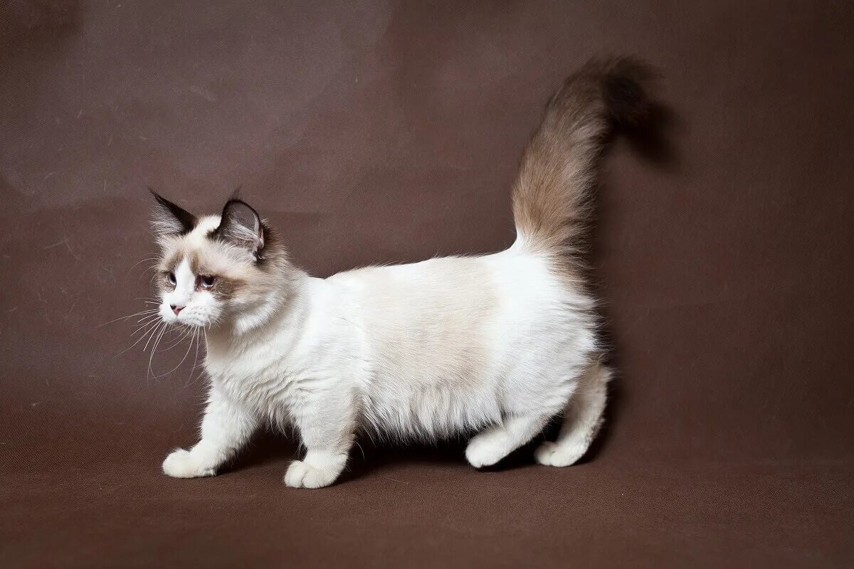 Кот манчкин фото цена Манчкин длинношёрстная - For-pet